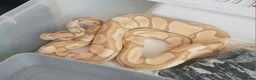 Python Snake reptiles for sale: 6 Royal pythons need a new home - Advert 4
