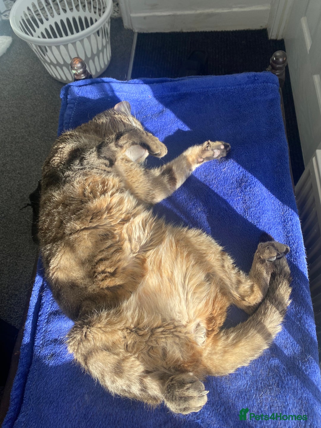 Domestic Shorthair cats for sale: Sweet boy free to a good home - Image 4