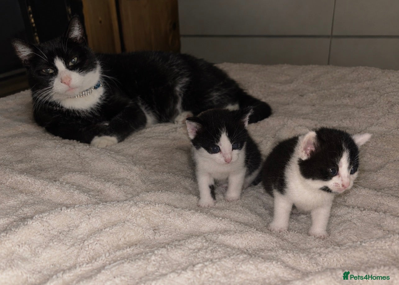 Mixed Breed cats 2 beautiful female kittens.  - Advert 3
