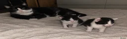 Mixed Breed cats for sale: 2 beautiful female kittens.  - Advert 1