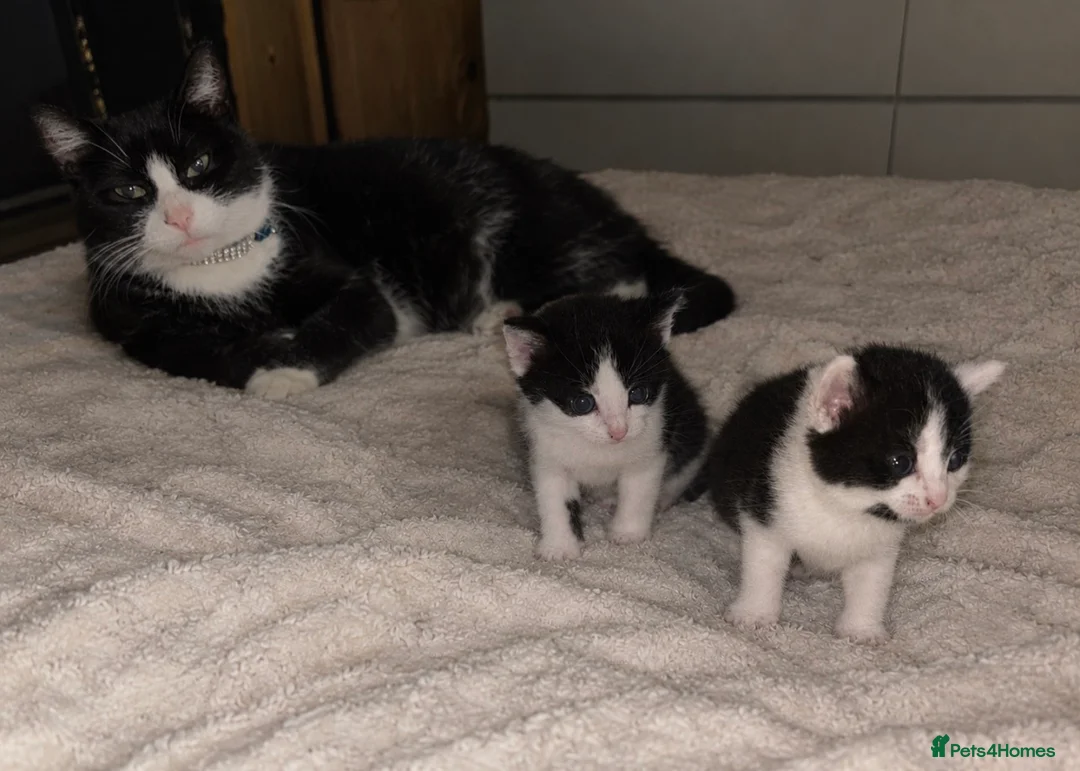 Mixed Breed cats for sale: 2 beautiful female kittens.  - Advert 1