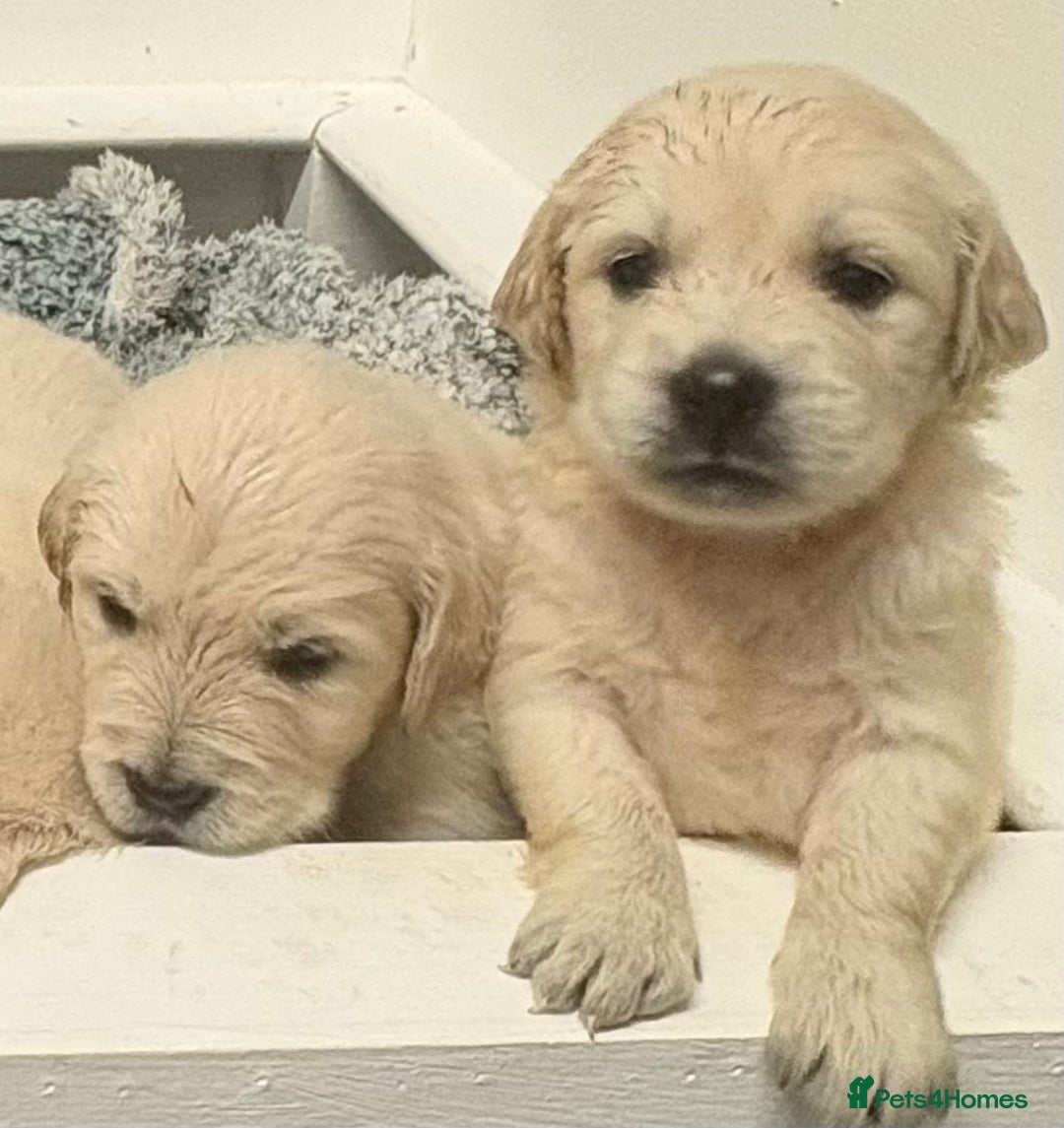 Golden Retriever dogs for sale: Golden Retriever Pups from Health Tested Parents  - Advert 18