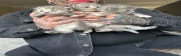 Perdoll cats for sale: Persian babies  in Doncaster - Advert 10