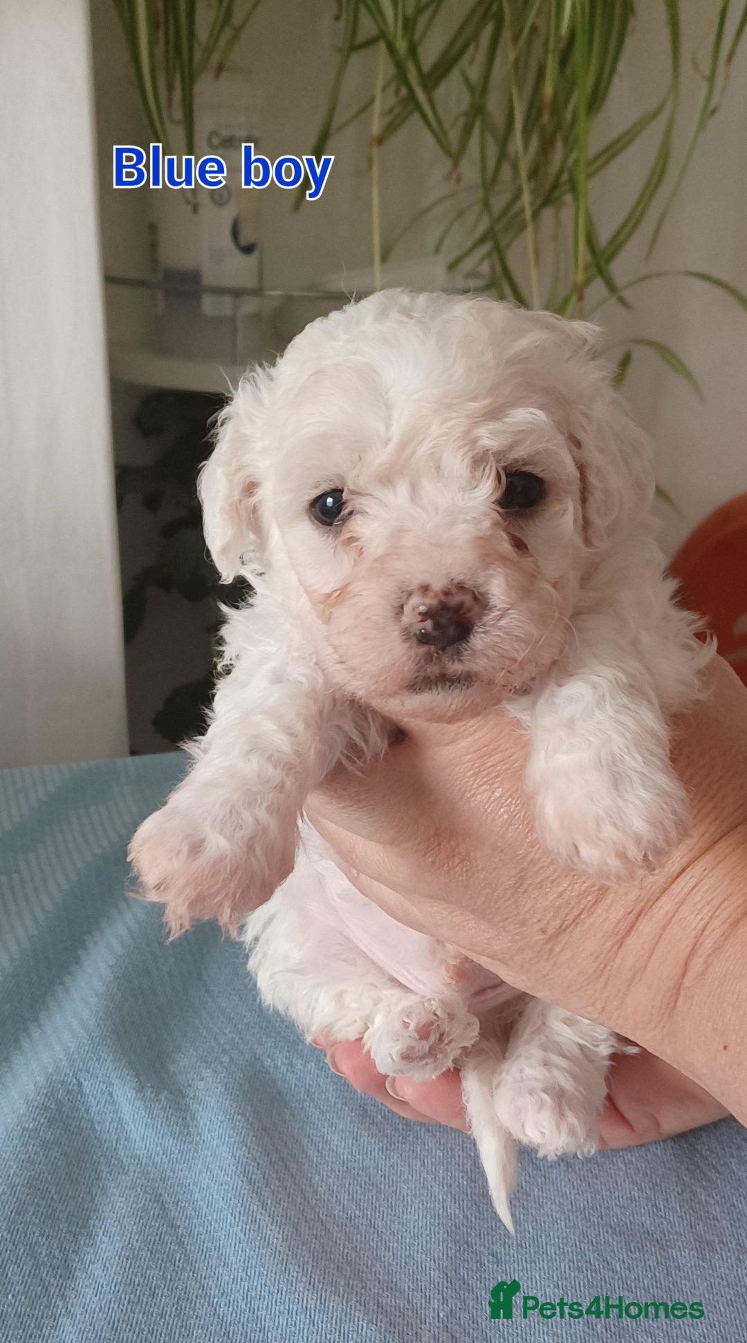 Bichon Frise dogs for sale: GORGEOUS BICHON FRISE❤️ 2 girls 3 boys - Image 5