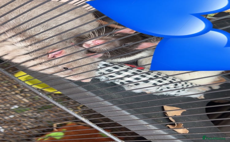 Rat rodents - Advert 1