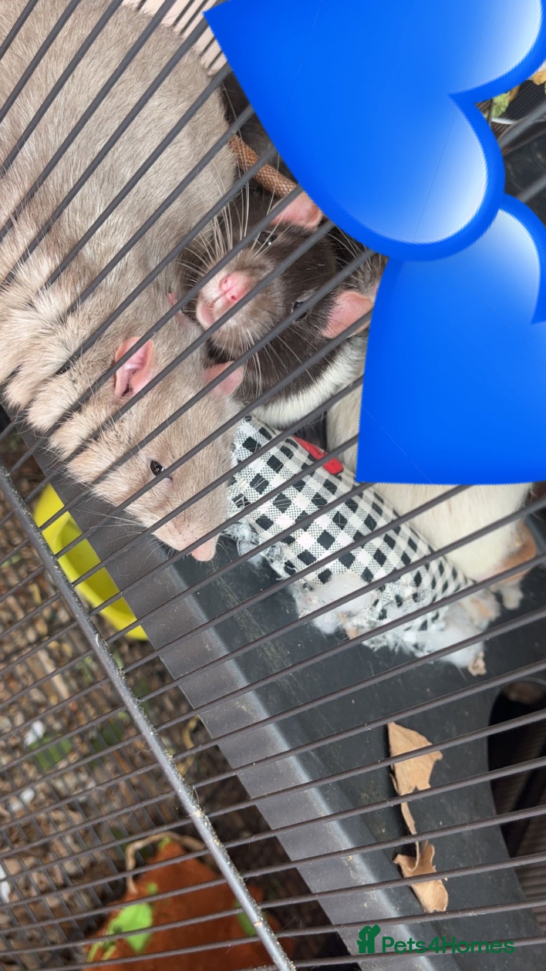 Rat rodents for sale: Two male Fancy Rats in need of rehoming - Image 1