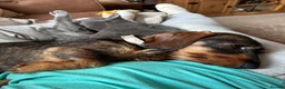 Dachshund dogs for sale: 2yr old female (Teckel) wire-haired Dachshund  - Advert 20