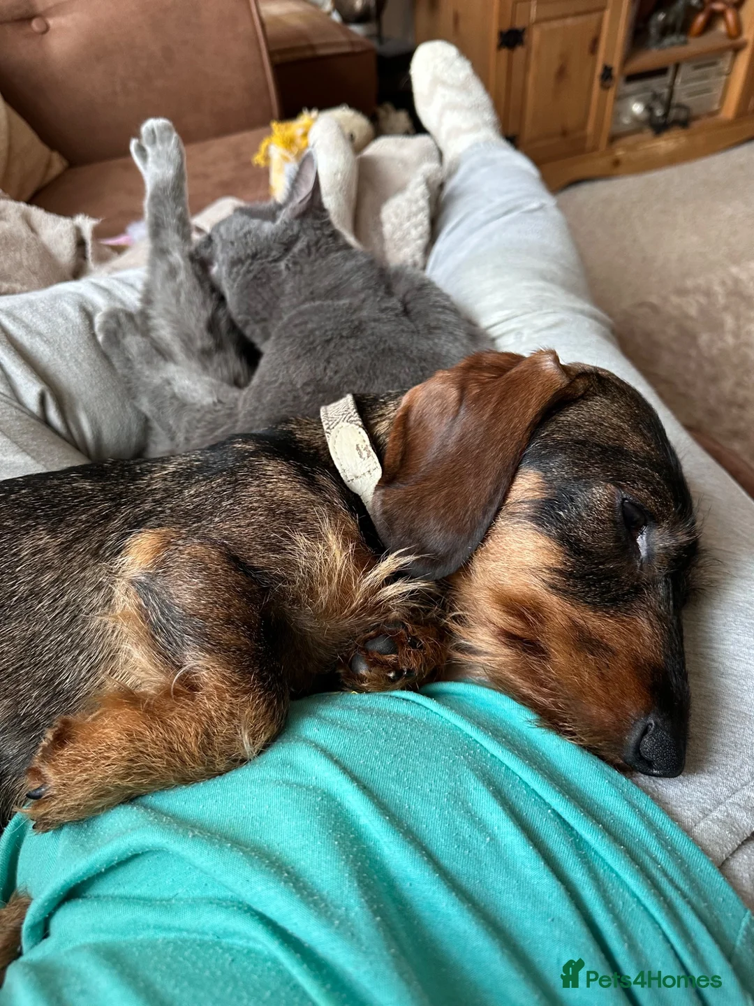 Dachshund dogs for sale: 2yr old female (Teckel) wire-haired Dachshund  - Advert 20