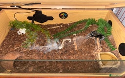 Tarantulas invertebrates for sale: Brazilian black tarantula  - Image 2