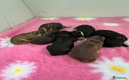 Cockapoo dogs for sale: 7 F1 exquisite dna tested clear Cockerpoos - Image 9
