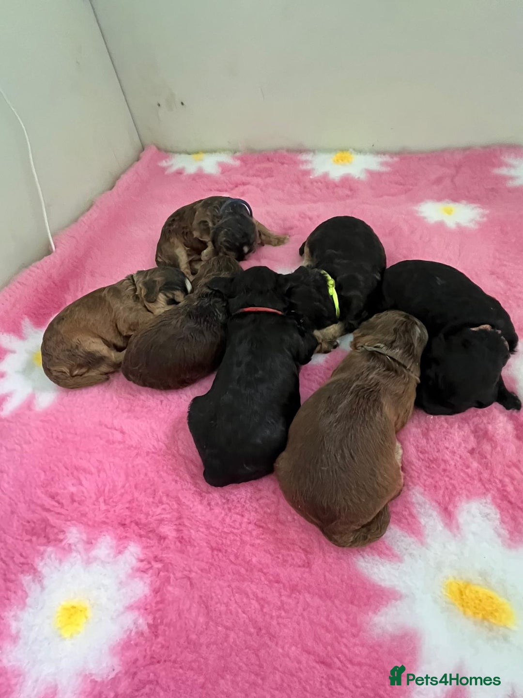 Cockapoo dogs for sale: 7 F1 exquisite dna tested clear Cockerpoos - Image 9
