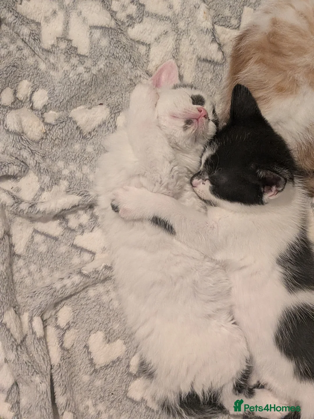 Selkirk Rex cats for sale: Beautiful Kittens – From Pedigree Selkirk Rex Mum - Advert 13