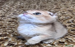 Scottish Fold cats for sale: Pure Scottish kittens in hull - Image 16