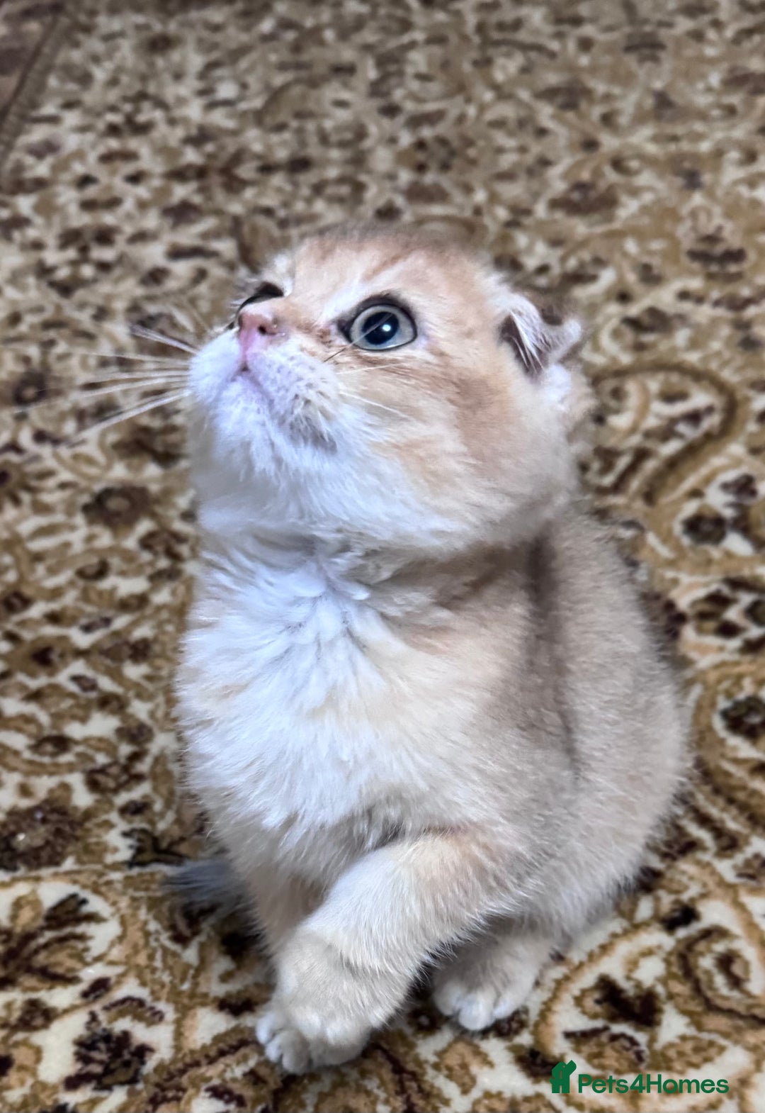 Scottish Fold cats for sale: Pure Scottish kittens in hull - Image 16