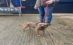 Border Terrier dogs for sale: Pure border terrier puppies  - Advert 3