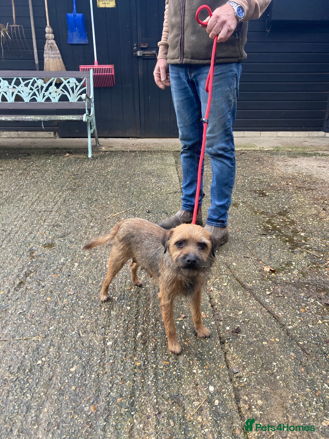 Border Terrier dogs for sale: Pure border terrier puppies  - Advert 3