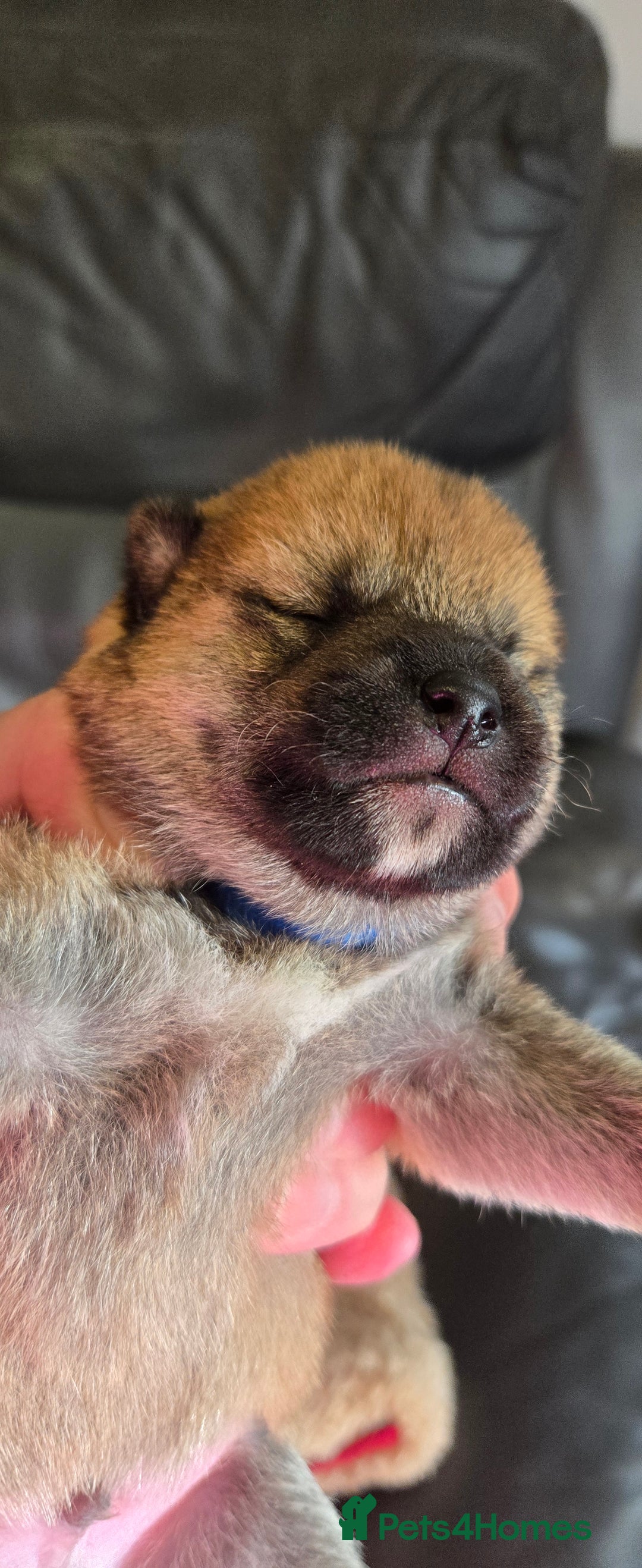 Japanese Shiba Inu dogs for sale: Gorgeous Shibas  - Image 10