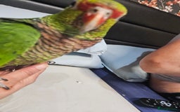 Parrots birds for sale: Vinaceous Breasted Amazon - Image 4