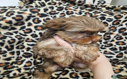 Yorkshire Terrier dogs for sale: 🧡 DNA tested parents 🤎 Chocolate Red boy  - Advert 11