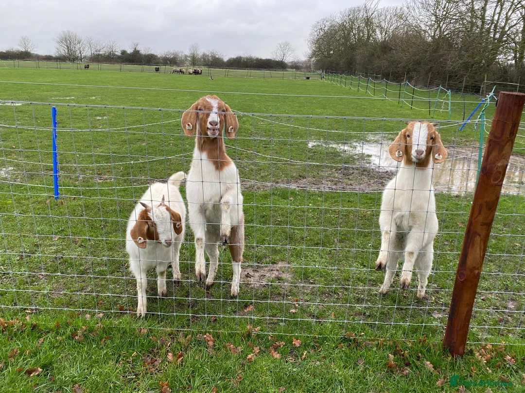 Goats livestock for sale: ThreeFemaleBoer Goats. Will sell together/separate - Advert 2