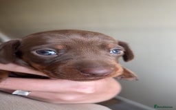 Miniature Dachshund dogs for sale: Blue eyed miniature dachshund puppies - Image 11