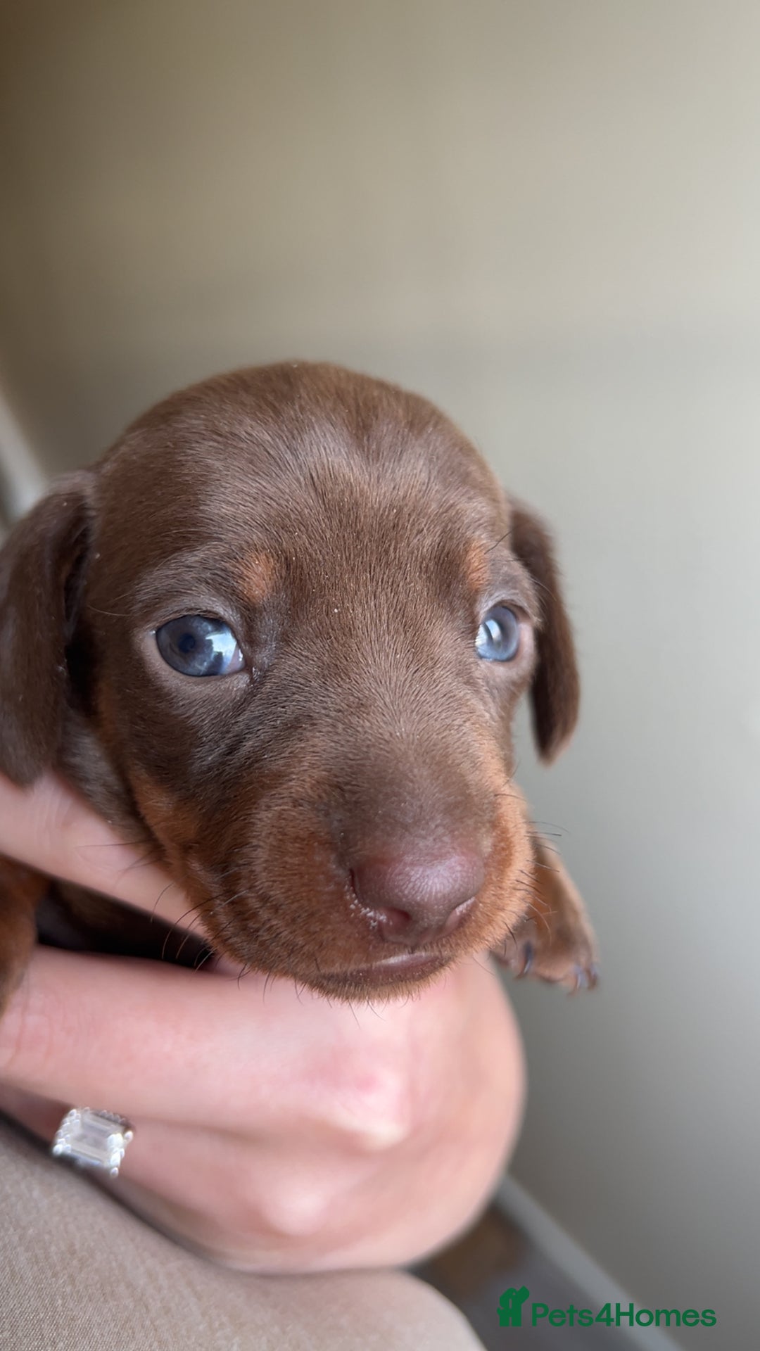 Miniature Dachshund dogs for sale: Blue eyed miniature dachshund puppies - Image 11