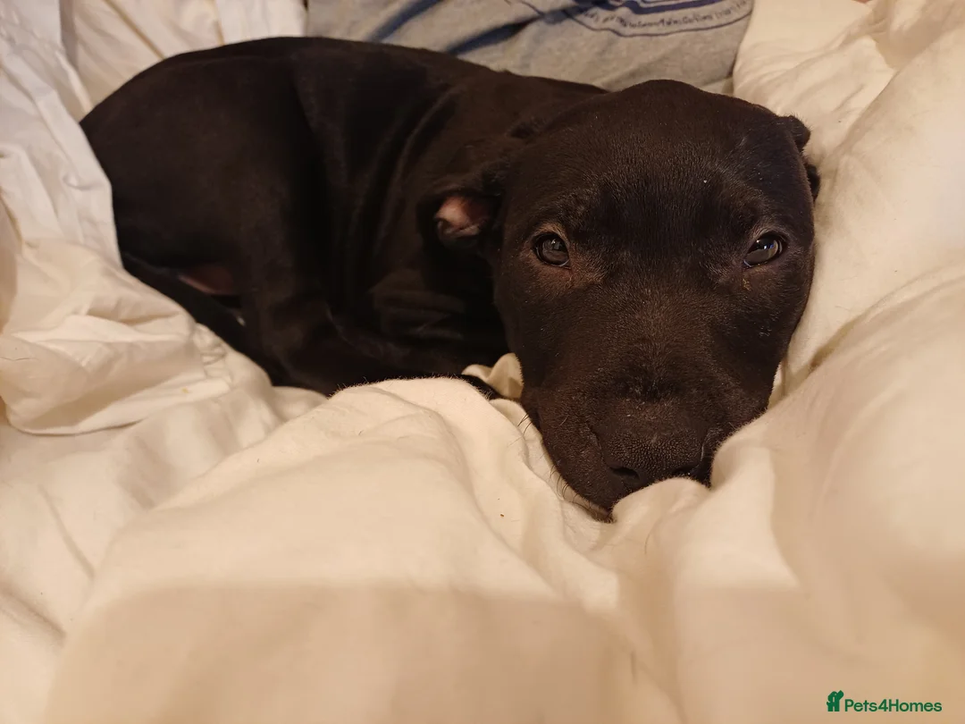 Mixed Breed dogs for sale: American staffordshire cross english bull terrier in Manchester - Advert 9
