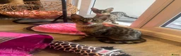 Savannah cats for sale: 🏵️ WORLDS BEST LINES 🏵️ Savannah F2 & F3 Kittens - Advert 32