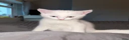 Mixed Breed cats for sale: White kittens for sale  - Advert 3