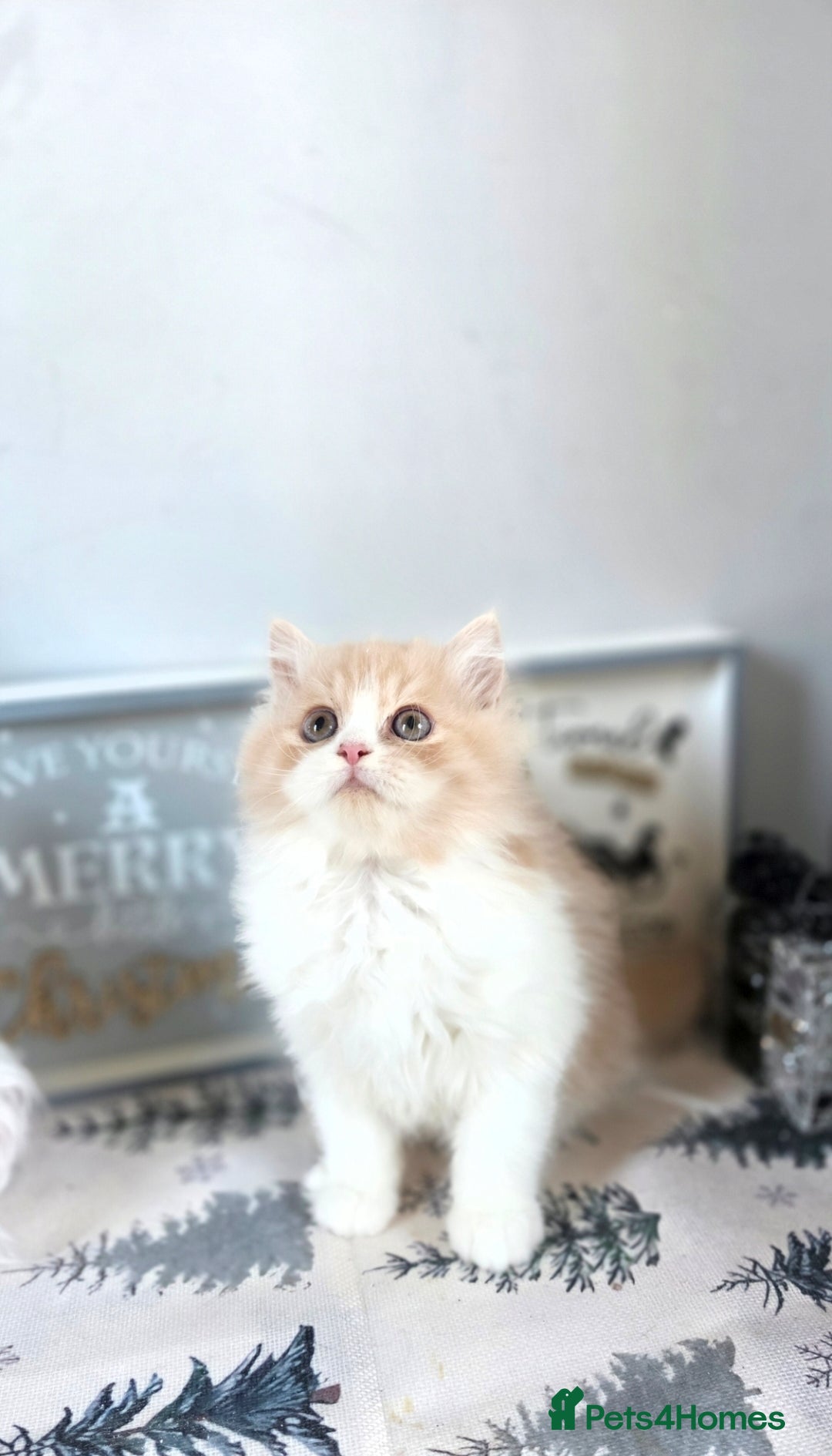 Mixed Breed cats for sale: Beautiful Ragdoll-Persian kittens - Advert 9