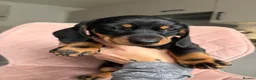 Miniature Dachshund dogs for sale: READY TO GO TODAY! KC registered Miniature - Advert 14