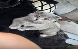 Scottish Fold cats for sale: Female Scottish fold  - Image 4