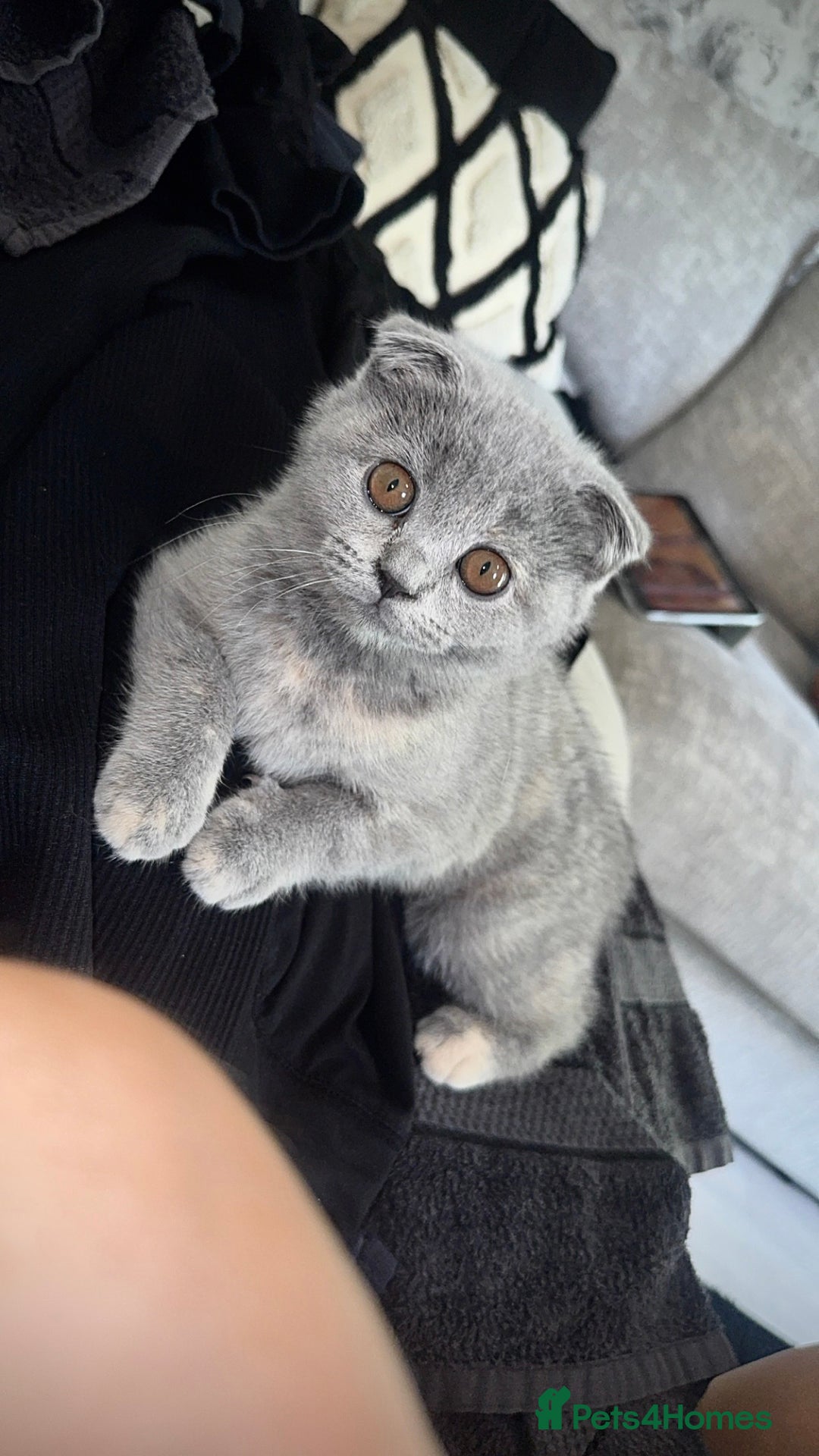 Scottish Fold cats for sale: Female Scottish fold  - Image 4