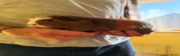 Guinea Pig rodents for sale: 2 Gorgeous female Guinea Pigs - Advert 5