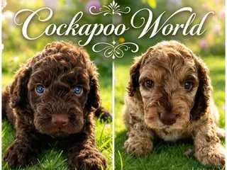 Cockapoo dogs DNA CLEAR,beautiful Cockapoos, Ready 5th November - Advert 17