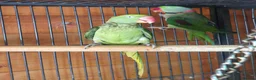 Parakeets birds for sale: proven pair Alexanderine gives olive chiks - Advert 8