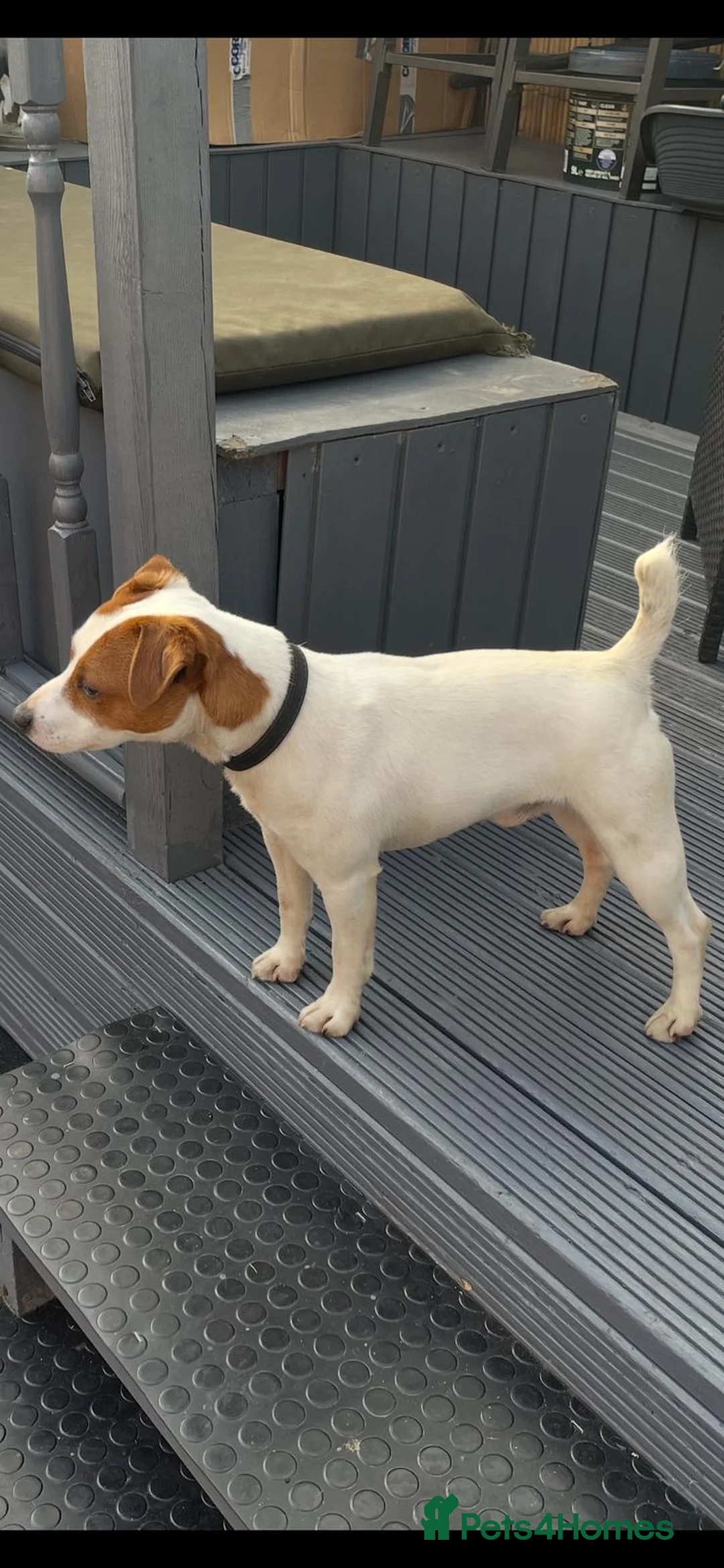 Jack Russell dogs for stud: Jack the jack russell for stud in Rotherham - Advert 4