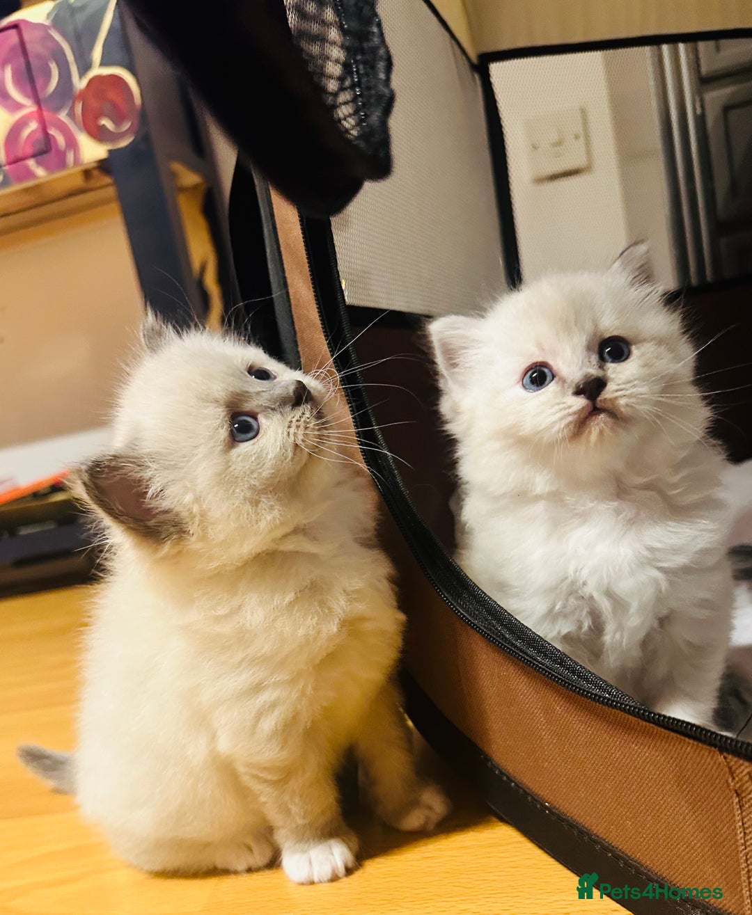 Siberian cats for sale: Neva Masquerade × Ragdoll Kittens – Hypoallergenic - Advert 12