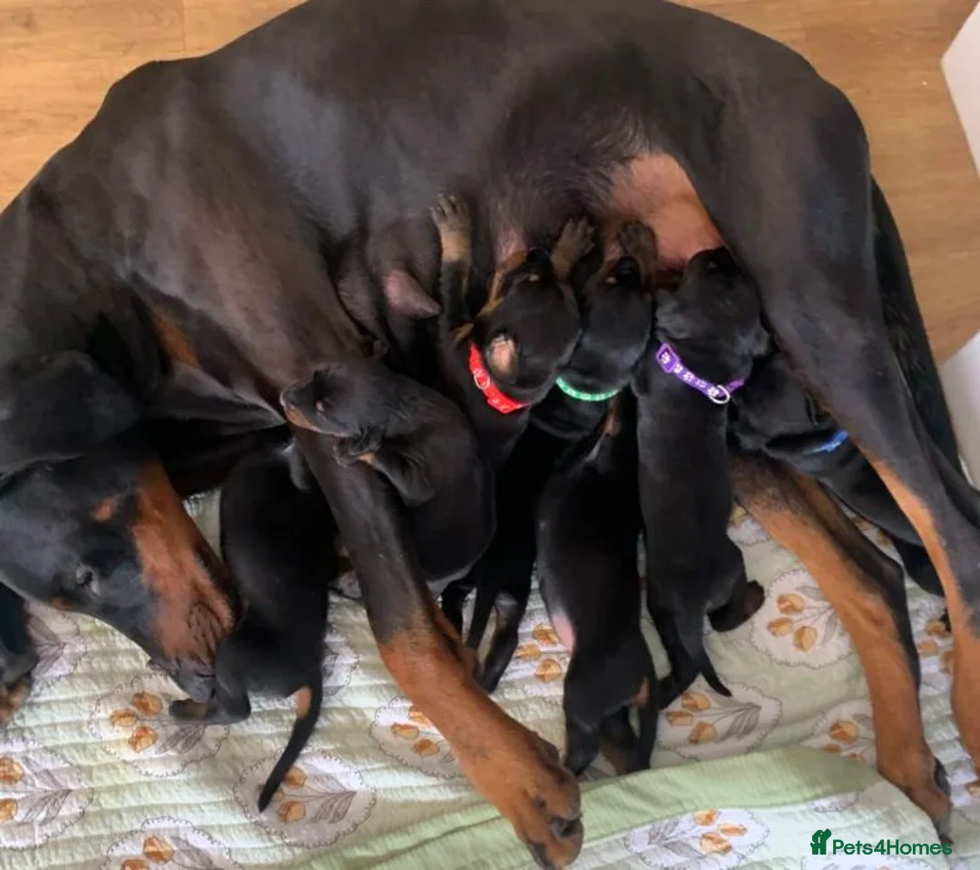 Dobermann dogs for sale: A Little Doberman, A Lifetime of Love in Birmingham - Advert 3