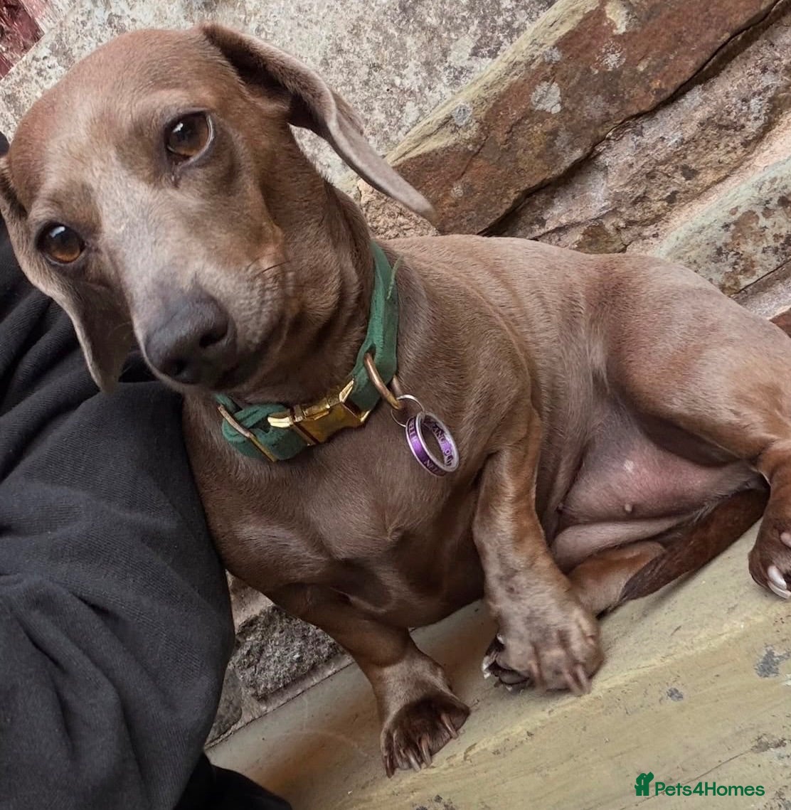 Miniature Dachshund dogs Miniature Dachshund For Sale - Advert 2