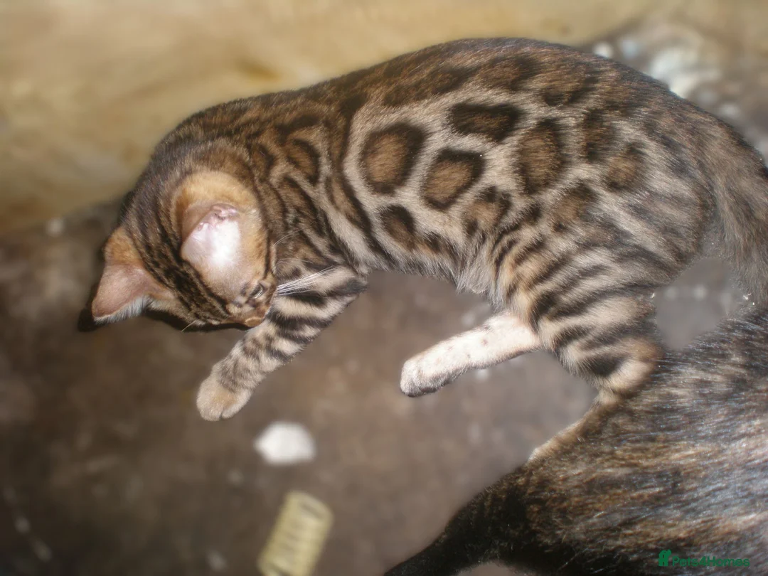 Bengal cats for sale: 5 Beautiful Bengal Kittens Ready Now  - Advert 22