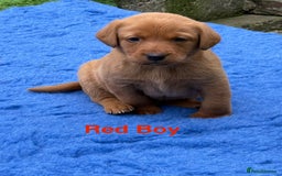 Labrador Retriever dogs for sale: Beautiful KC Fox Red Pups. 0/0 hip/elbow mum & dad - Image 4