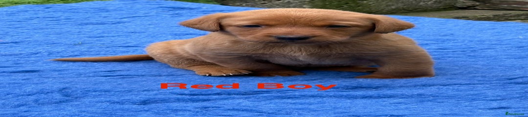 Labrador Retriever Puppy 1