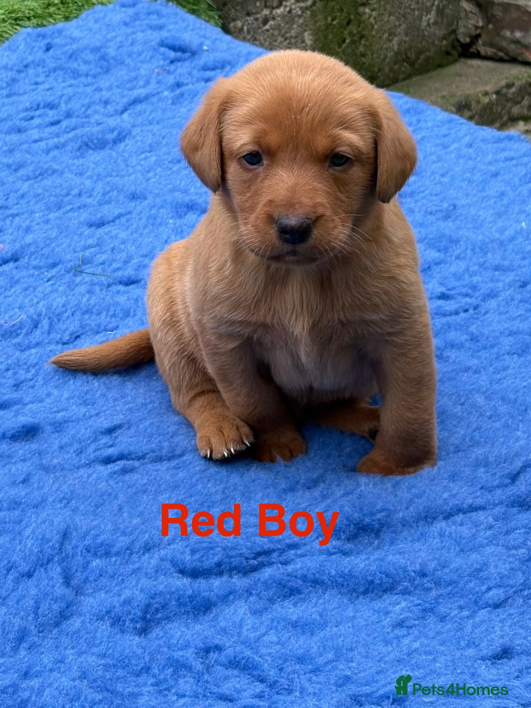 Labrador Retriever dogs for sale: Beautiful KC Fox Red Pups. 0/0 hip/elbow mum & dad - Image 4