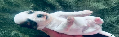 Shih Tzu 1