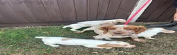 Cocker Spaniel dogs for sale: Cocker puppies - Advert 4