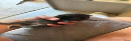 Mixed Breed cats for sale: Beautiful Kitten Litter – Born 1st June 2026 - Advert 11