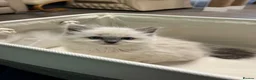 Ragdoll cats for sale: 4 TICA Registered Ragdoll girls available - Advert 32