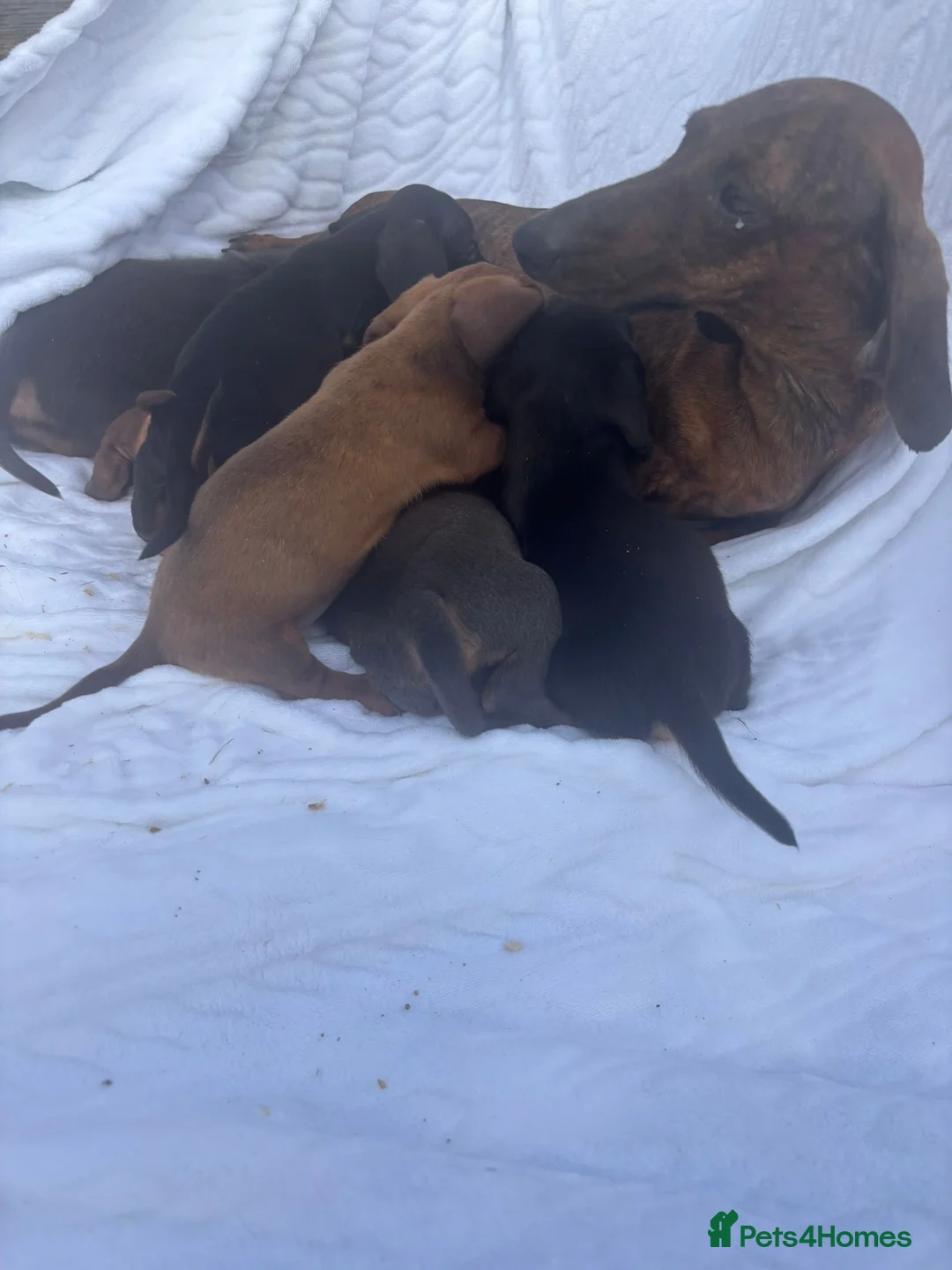 Miniature Dachshund dogs for sale: Miniature dachshund puppies available  in Uckfield - Advert 2