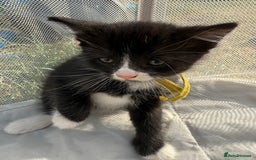 Mixed Breed cats for sale: Litter of Kittens For Sale - only 1 Male left in Dunstable - Image 26